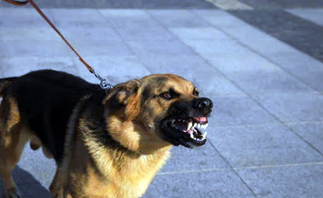 Desenlace fatal: se pelea en la calle, le avienta a su feroz perro y lo mata